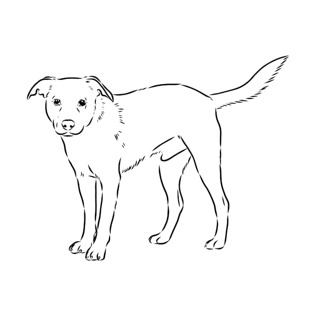 Oostenrijkse pinscher schets vectorillustratie