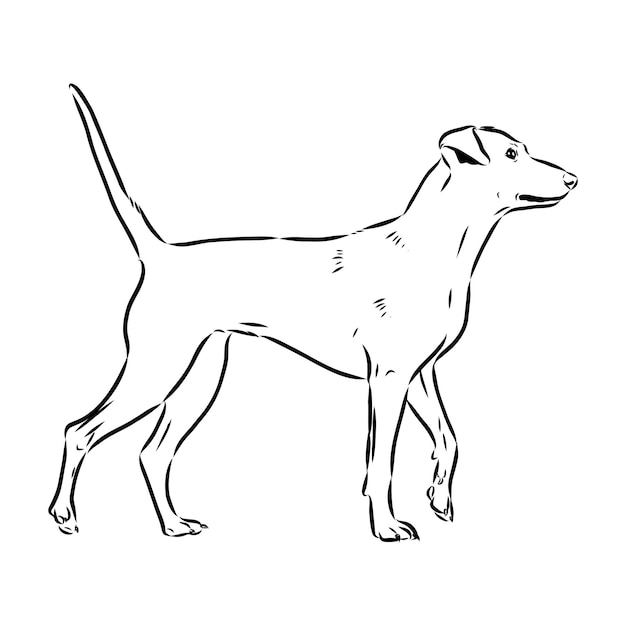 Oostenrijkse pinscher schets vectorillustratie