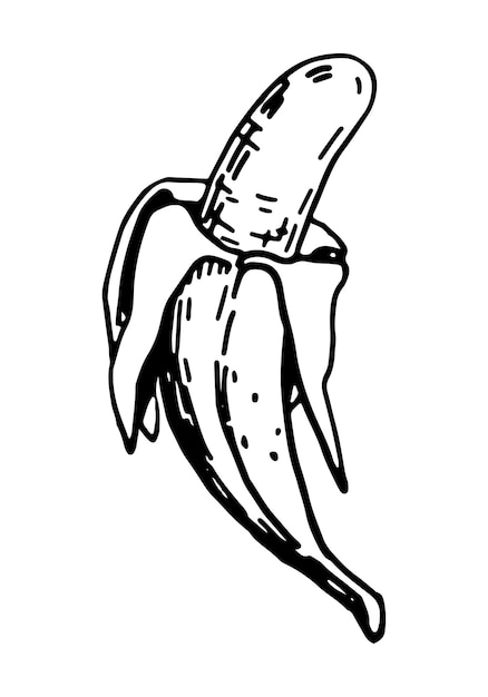開いているバナナの果物のスケッチクリップアートエキゾチックな果物の落書きは、彫刻スタイルで手描きのベクトル図を白で隔離