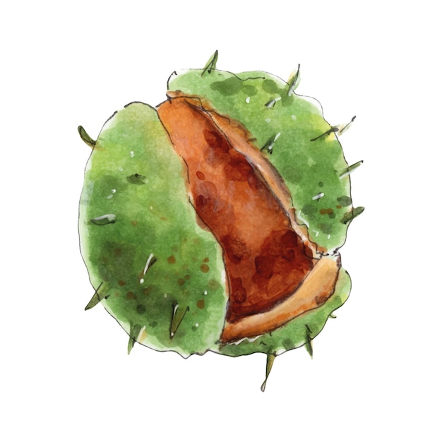 Open chestnut in green husk hand drawn watercolor isolated on white background