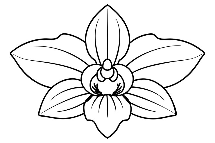 Vector open petals orchid with defined stamen