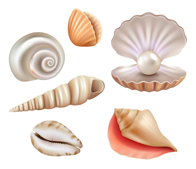 Open seashells. Luxury pearls and marine objects from sea or ocean realistic set.