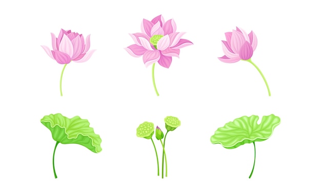 open tender lotus flower bud on leaf stalk vector set