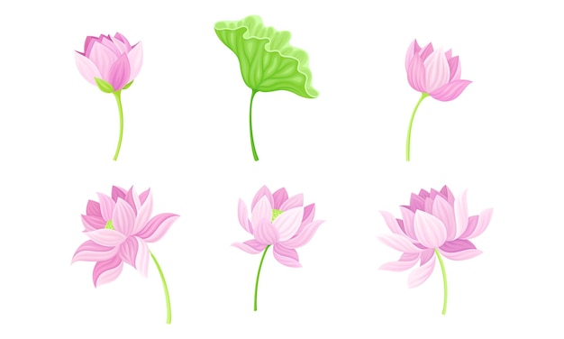 open tender lotus flower bud on leaf stalk vector set