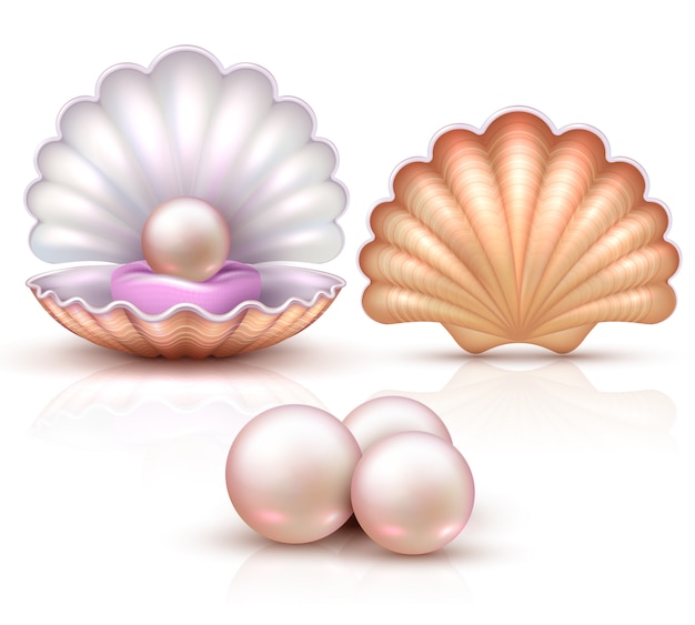Opened and closed seashells with pearls isolated. Shellfish vector illustration for beauty and luxury concept. Shell and pearl, seashell luxury treasure