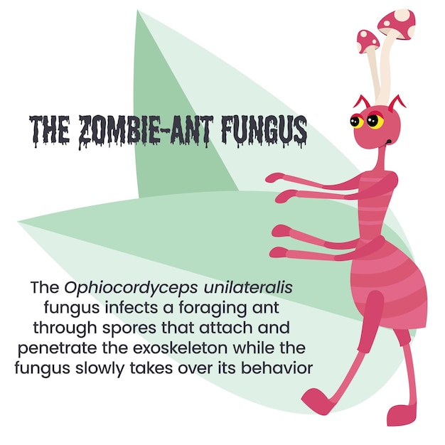 Ophiocordyceps unilateralis - векторная иллюстрация грибка зомби-муравья