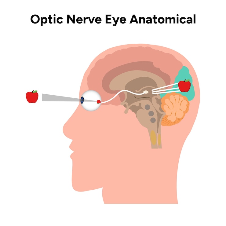 Vector optic nerve eye anatomical medical information and infographic