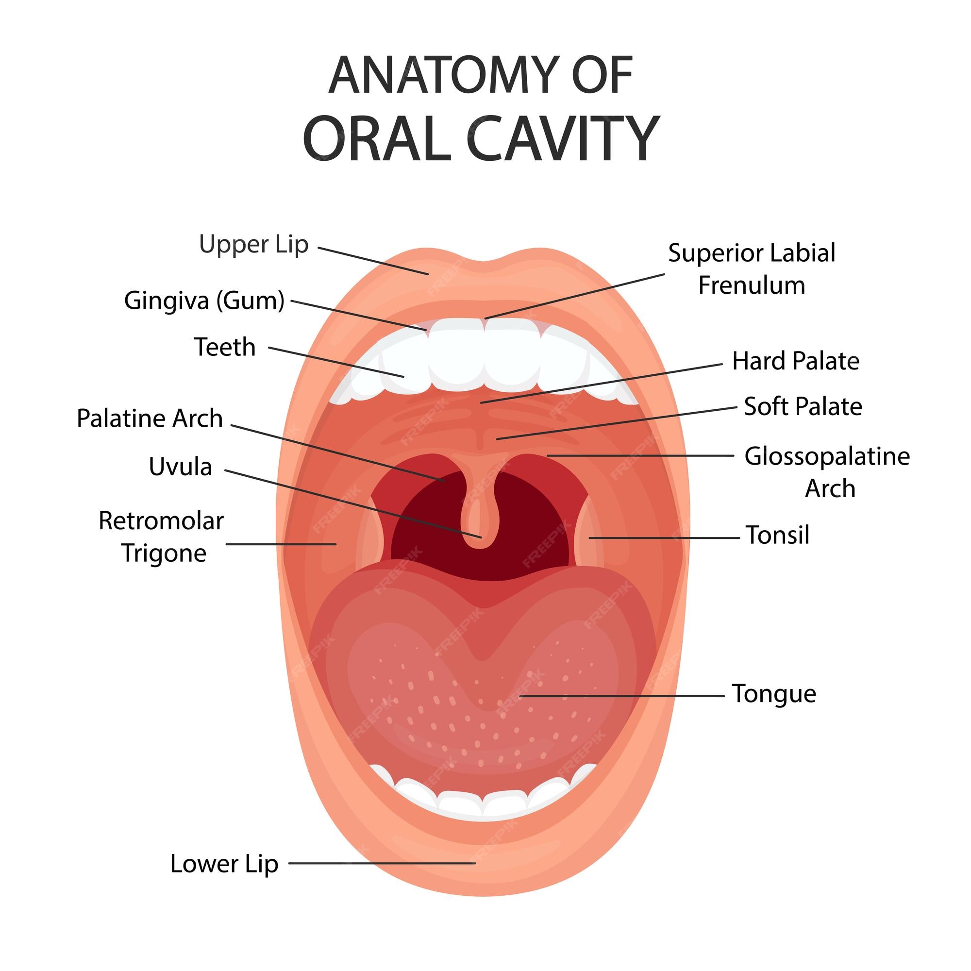 Uvula Images - Free Download on Freepik