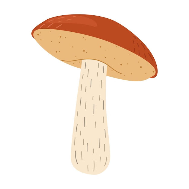 Vector orange birch bolete mushroom leccinum fungi