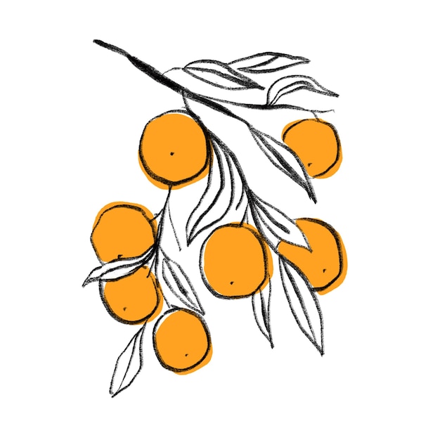 Orange branch illustration.