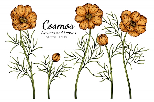 Orange cosmos flower and leaf drawing illustration