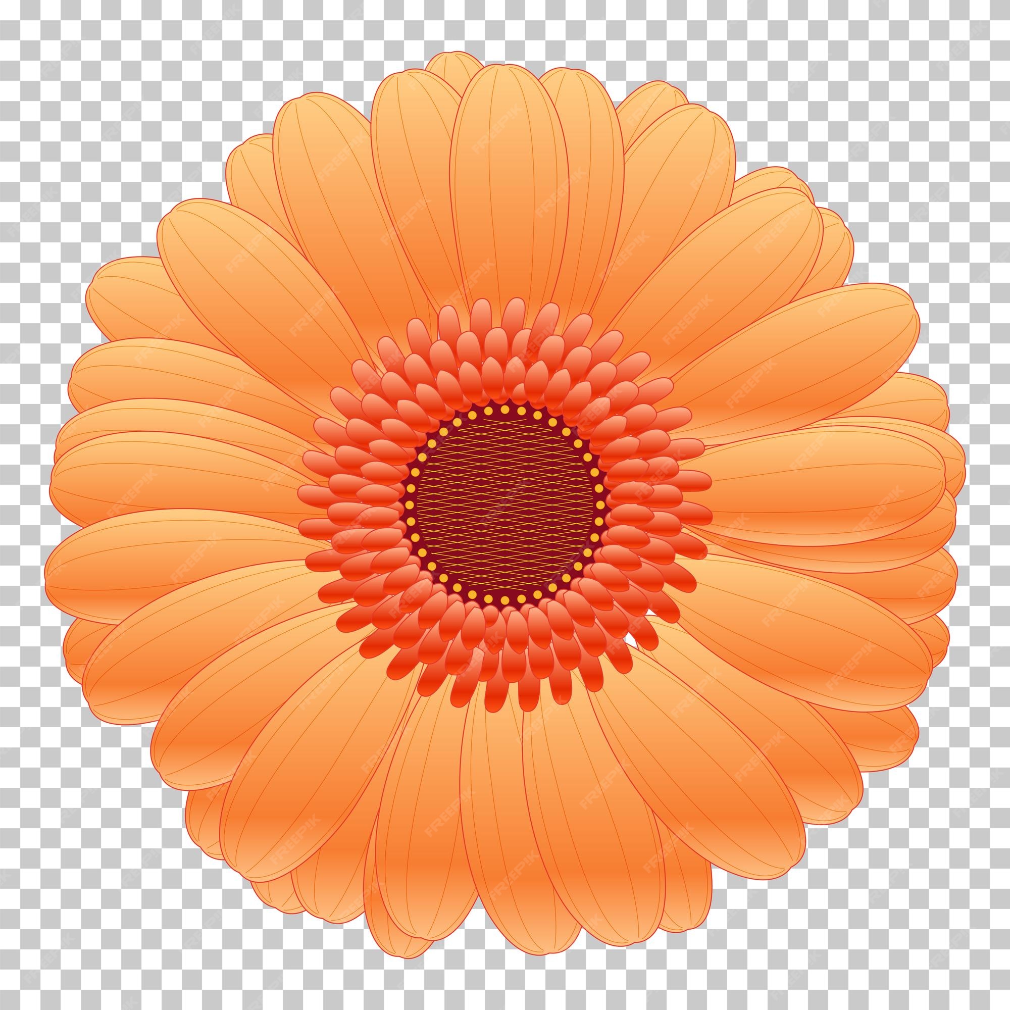 Premium Vector | Orange flower