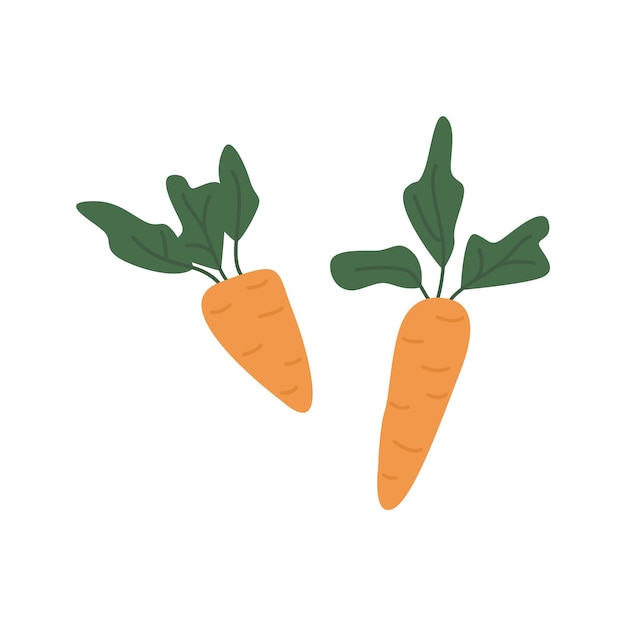 Vettore carota piatta fresca arancione prodotto di disintossicazione vegetale dal giardino icona di cibo sano naturale