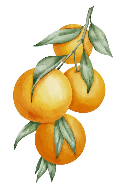 Vector orange fruit branch hand drawn watercolor illustration of yellow tropical citrus food on white isolated background drawing of mandarin tree with green leaves sketch of juicy clementine for menu