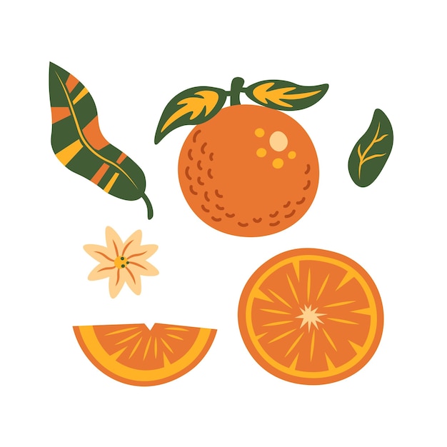 Vector orange fruit elements vector collection