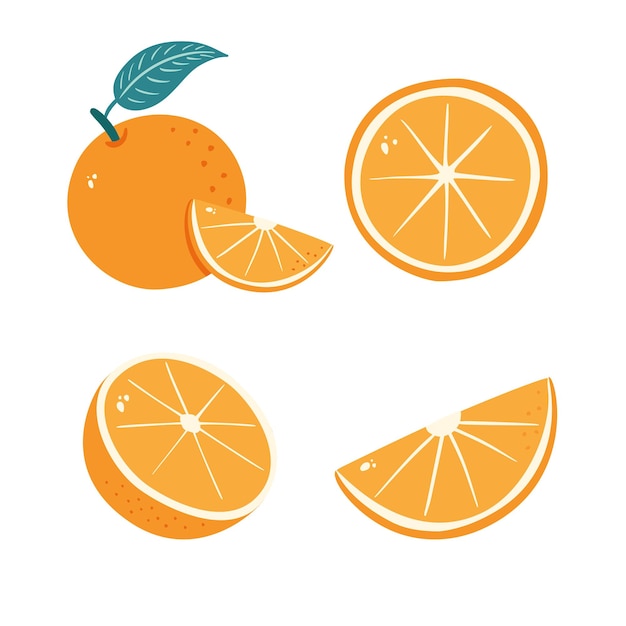 Vector orange fruit segmented tangerine sliced citrus illustrations set