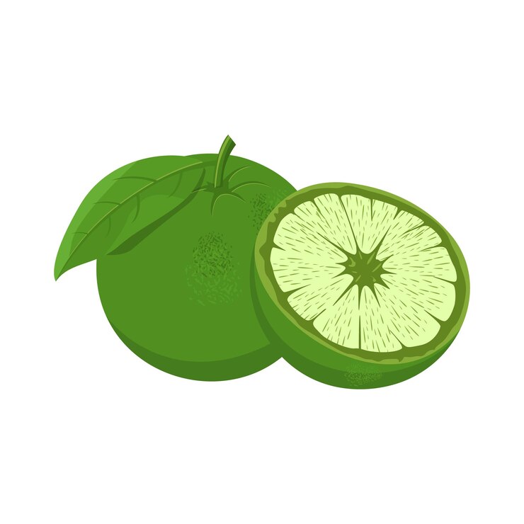 Vector orange fruit vector image and illustration