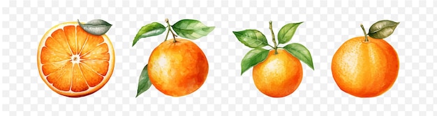 Orange fruit watercolor graphic transparent isolated