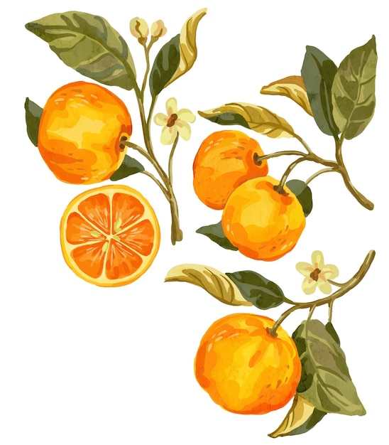 Vector orange fruit with branch watercolor elements