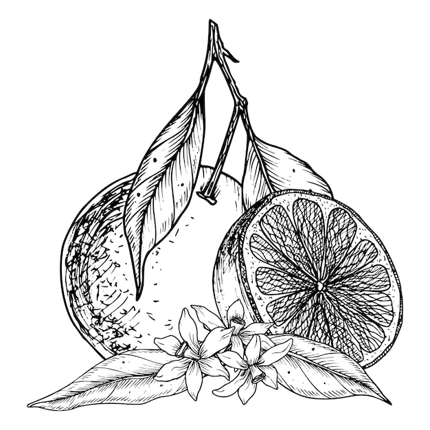 Frutta arancione con fette illustrazione vettoriale disegnata a mano di agrumi tropicali sullo sfondo isolato mandarino lineare con fiore e foglia disegno di mandarina in colori bianco e nero per l'icona