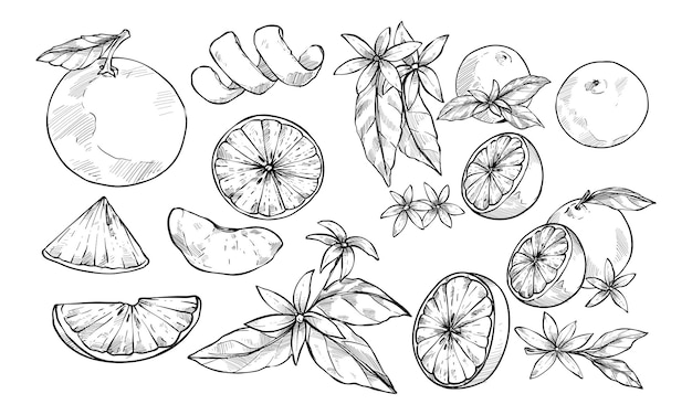 orange fruits handdrawn collection