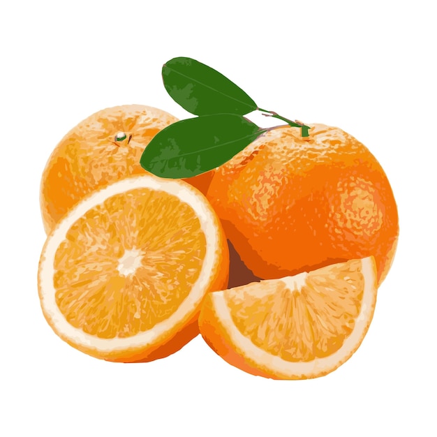 Orange fruits vector on white background free vector