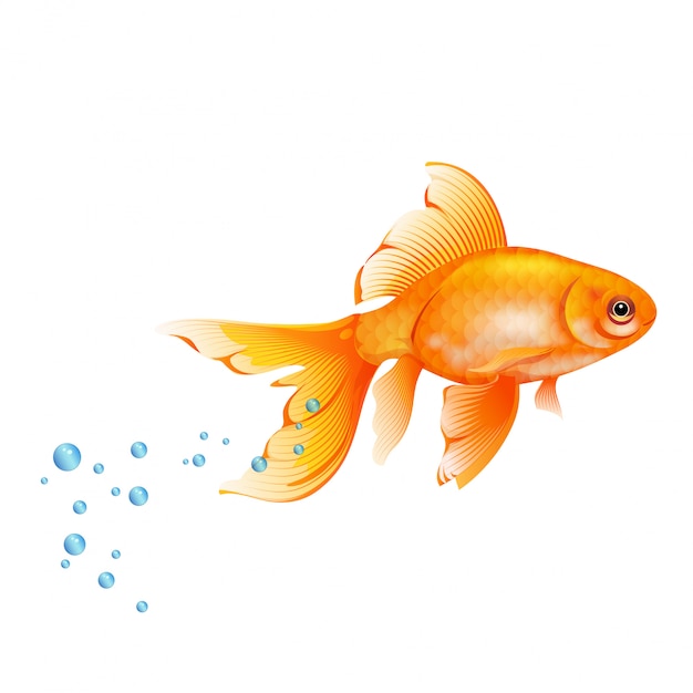 Vector orange goldfish with air bubbles.