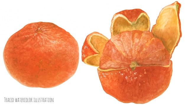 Vector orange mandarine fruit