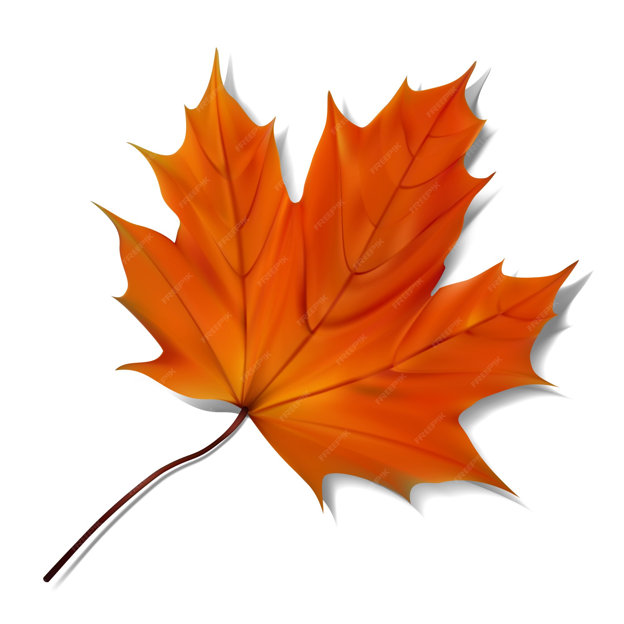 Premium Vector | Orange maple leaf on white background.