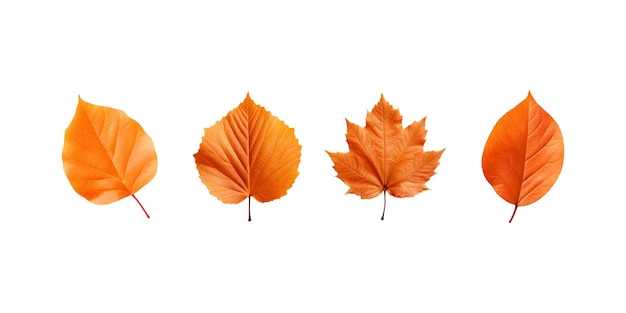 orange mayple leaf on a white background Generative AI