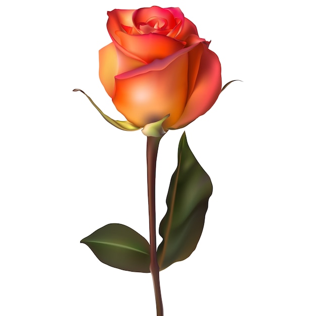 Вектор Оранжевая красная роза.