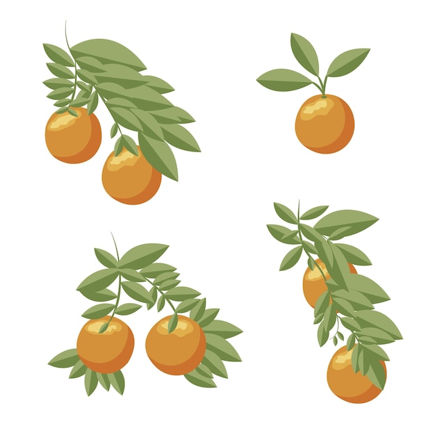 Vector orange set orange twigs on white background vector illustration