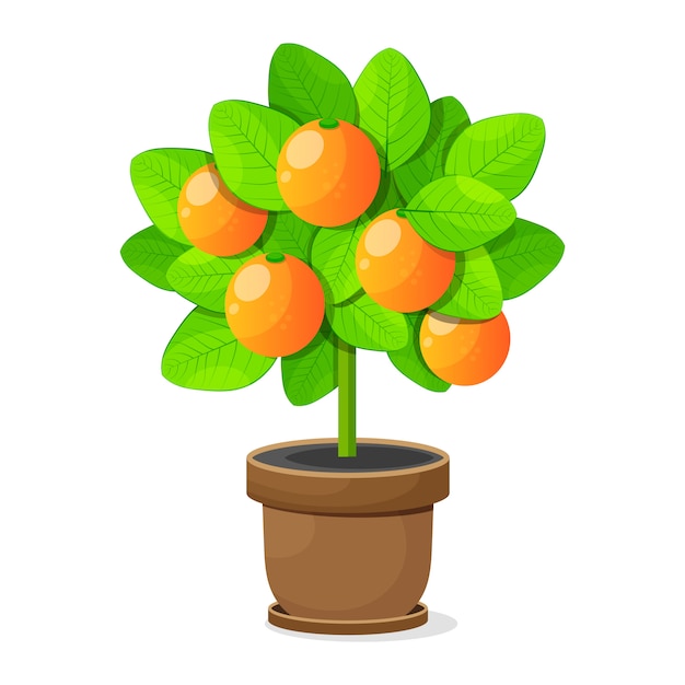 Vector orange tree isolated on white background