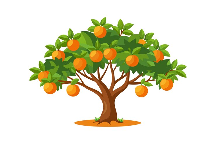 Vector an orange tree with oranges on it