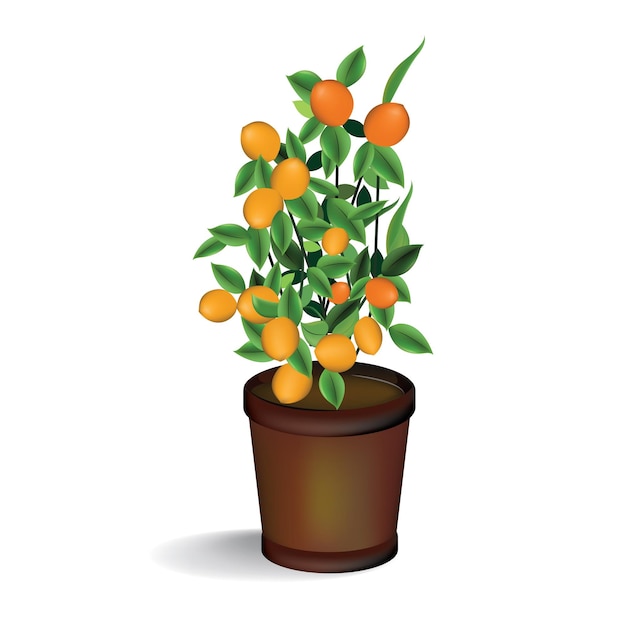 Orange tree