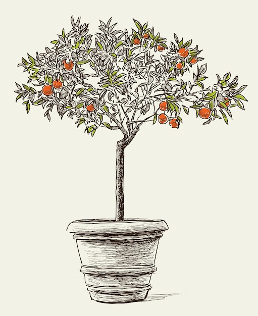 Vector orange tree