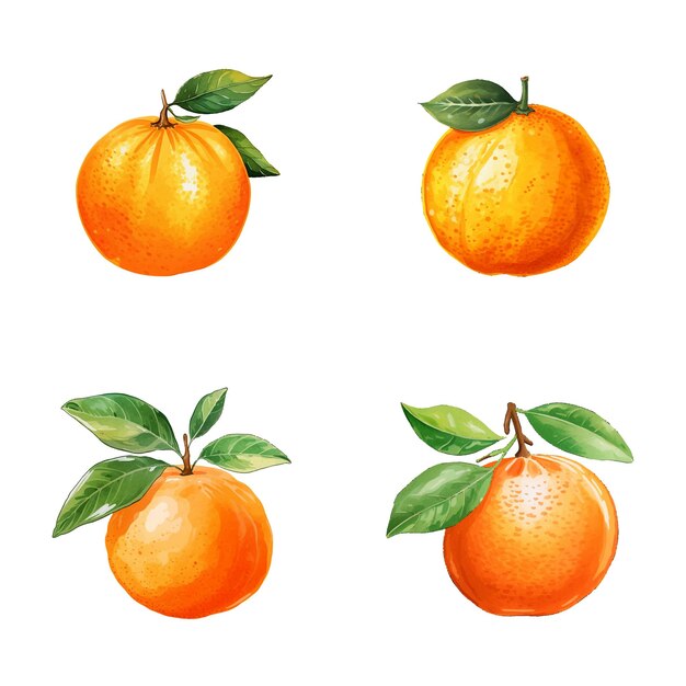 Vector orange vector watercolor illustration set orange 3d realistic icon