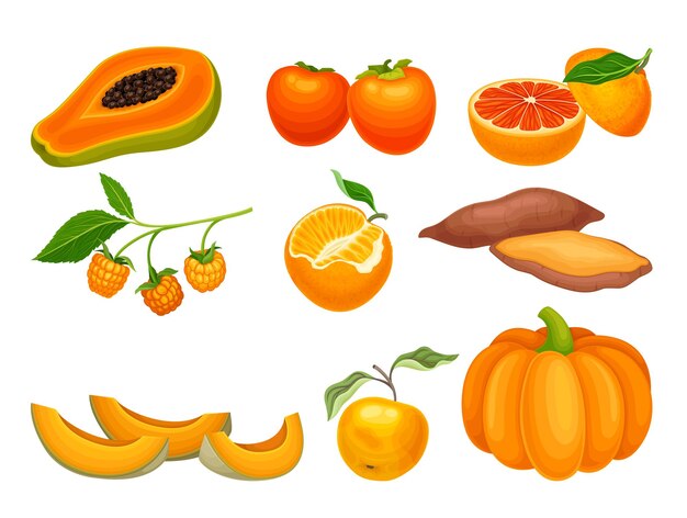 Vector orange vegetables and fruits with ripe sharon fruit and pumpkin vector set