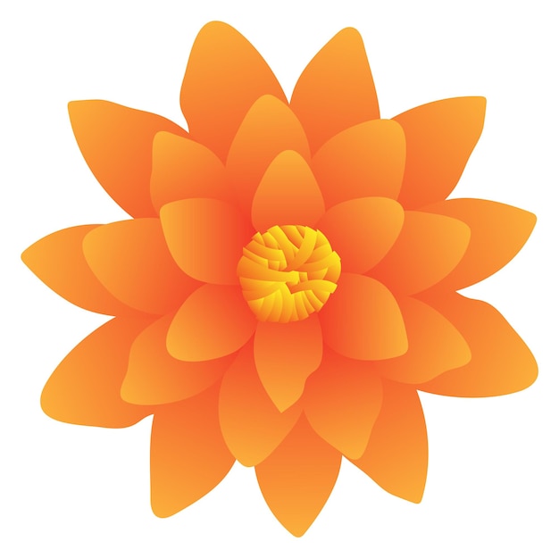 Orange water lily Bright flower top view