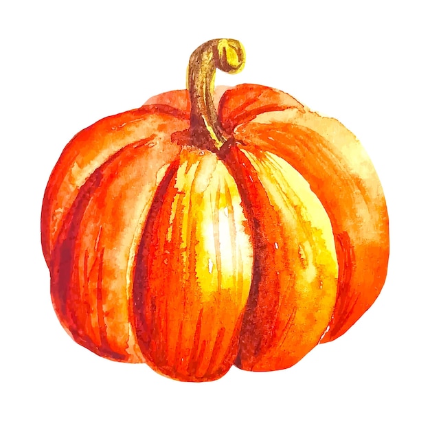 Vector orange watercolor pumpkin isolated on white hand drawn clipart