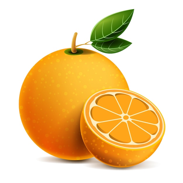 Orange whole and slices of oranges. Vector illustration of oranges. Fully editable handmade mesh.