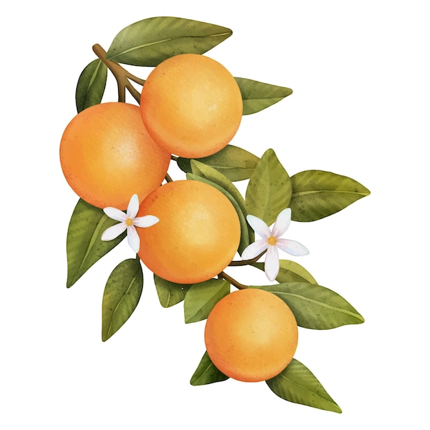 Oranges on a branch Isolated watercolor illustrartion of citrus tree with leaves and blossoms