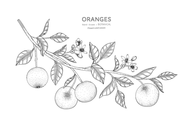 Illustrazione botanica disegnata a mano della frutta delle arance con la linea art.