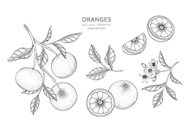 Oranges fruit hand drawn botanical illustration with line art.