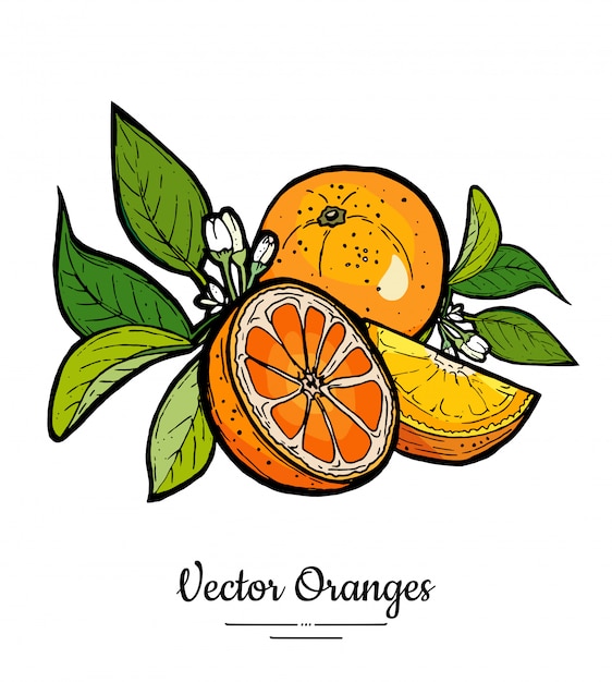 Oranges set vector isolated. Whole half cut chopped orange, slices, flowers leaves.