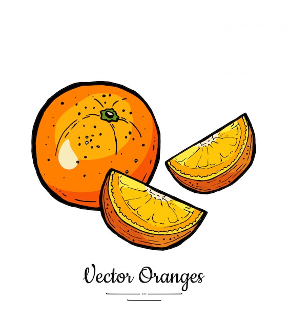 Oranges set vector isolated. whole orange cut chopped half round slices. fruit hand drawn.