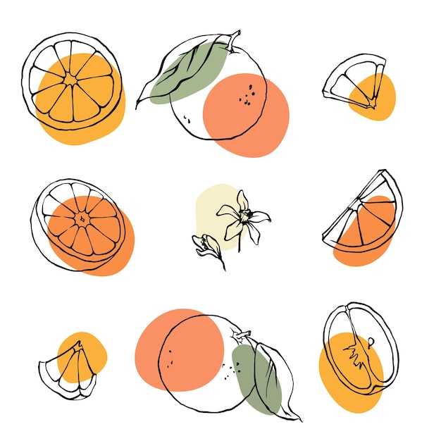 Orange fruits vector image on VectorStock | Art drawings for kids, Fruit  coloring pages, Fruit vector