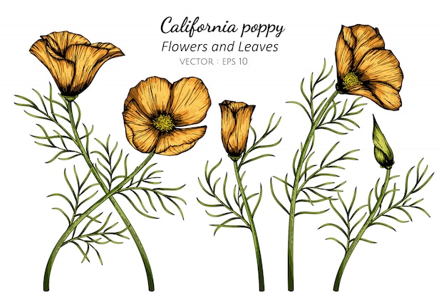 Oranje California Poppy bloem en blad tekening illustratie met lijntekeningen op een witte achtergrond.