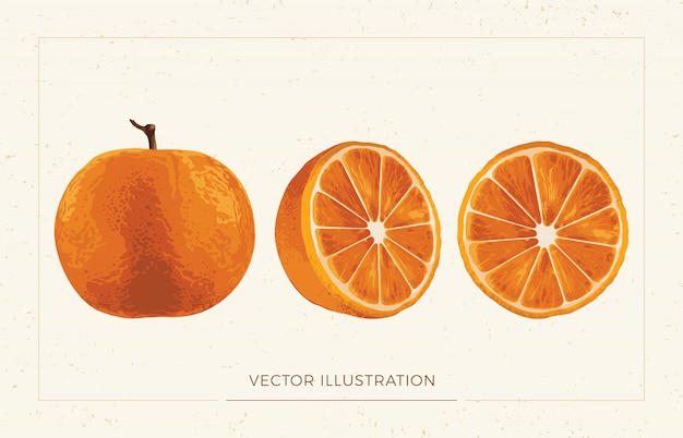 Vector oranje illustraties.