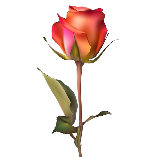 Vector oranje rood rose.